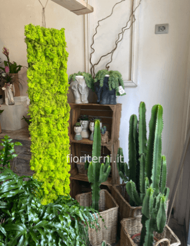 euphorbia eritrea