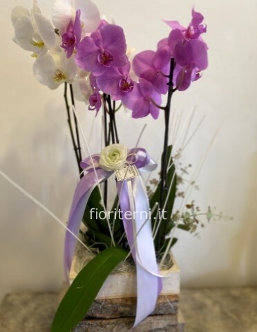 Pianta di Phaleonopsis, diversi colori a richiesta.