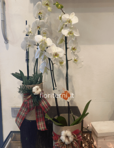 orchidea