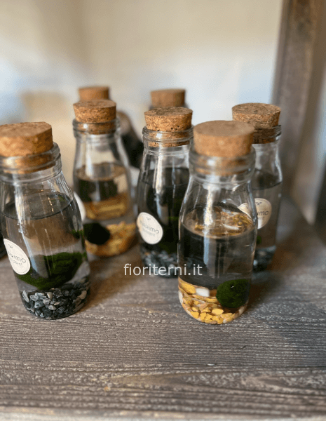 Marimo
