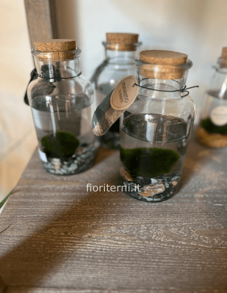 marimo