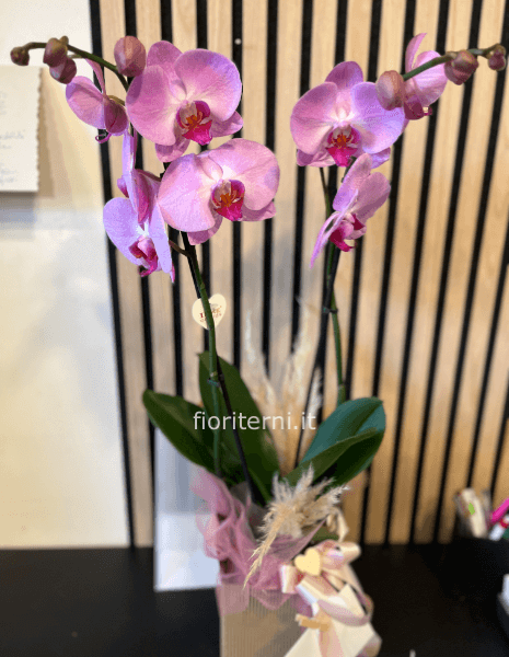 orchidea
