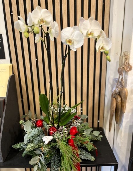 piante in composizione