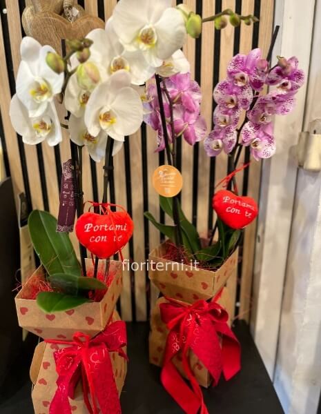 orchidea Valentiniana